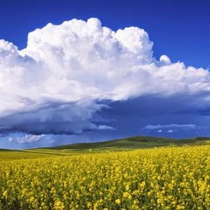 Meet your Posher, Dion